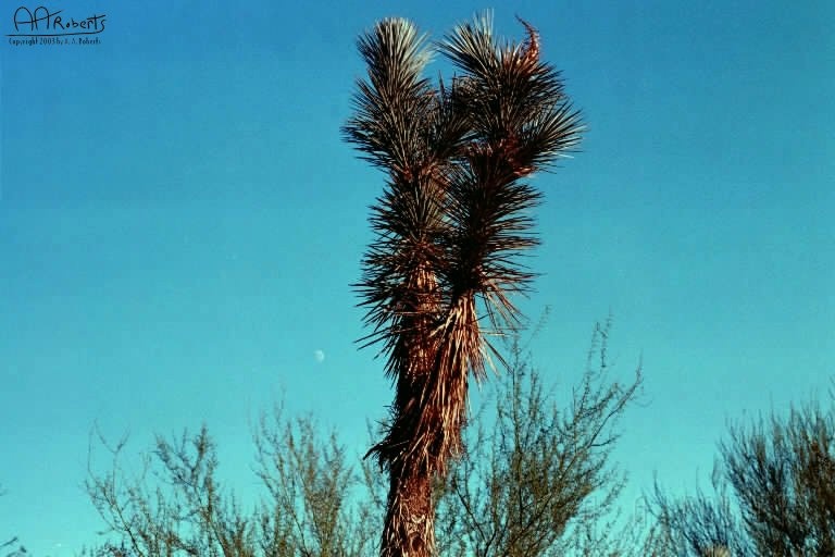 Cactus Garden 3.jpg - I'd hadte to be under this guy if it fell over.